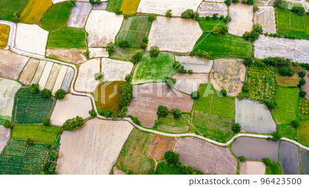 Ta Pa rice fields are beautiful in the morning Ta Pa rice fields are beautiful in the morning 96423500