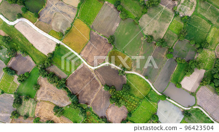 Ta Pa rice fields are beautiful in the morning Ta Pa rice fields are beautiful in the morning 96423504