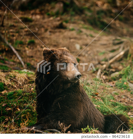 Portrait of a big brown bear in the woods on a walk, one bear on a forest background. Portrait of a big brown bear in the woods on a walk, one bear on a forest background. 96423618