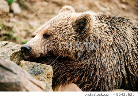 Brown bear close up, large and massive forest predator, dangerous animal for humans. Brown bear close up, large and massive forest predator, dangerous animal for humans. 96423623