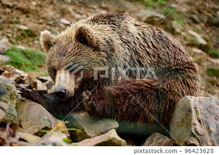 A brown inhabitant of the Carpathian forests, a brown bear in the rehabilitation center of Synevyrska Polyana. A brown inhabitant of the Carpathian forests, a brown bear in the rehabilitation center of Synevyrska Polyana. 96423628