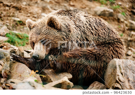 Big brown bear inhabitant of the Carpathians, resting bear, big paws and claws. Big brown bear inhabitant of the Carpathians, resting bear, big paws and claws. 96423630