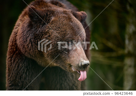 A large brown bear walks through the woods in search of food after hibernation. 96423646