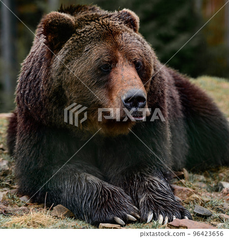 Young brown bear in the Carpathian forests of Ukraine. 96423656