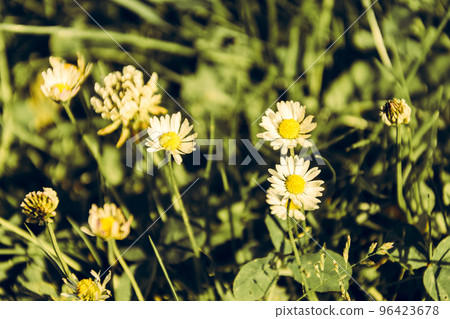 Amazingly beautiful daisies on the background of green grass in the garden with warm toning 96423678