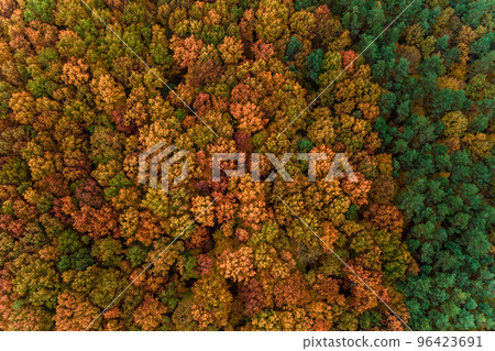 Photo of the forest taken by a drone, a beautiful autumn landscape of deciduous forest in the Ternopil region of Ukraine. 96423691