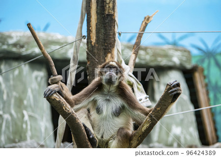 Tokyo Edogawa Natural Zoo Brown Woolly Spider Monkey 96424389