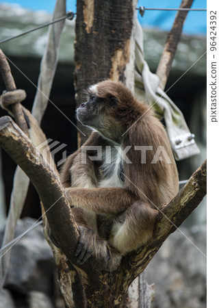 東京江戶川自然動物園棕色長毛蜘蛛猴 東京江戶川自然動物園棕色長毛蜘蛛猴 96424392