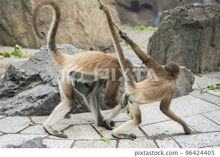 東京江戶川自然動物園棕色長毛蜘蛛猴 東京江戶川自然動物園棕色長毛蜘蛛猴 96424405