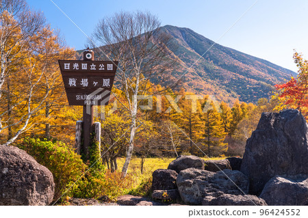 《栃木縣》秋天的奧日光三本松庭園，秋葉落葉松 96424552
