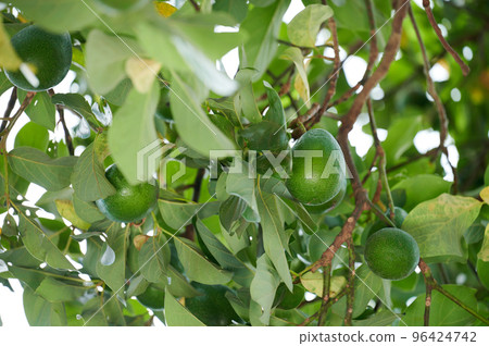 Green avocado on tree plant 96424742