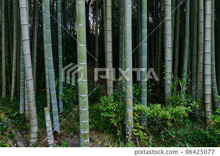 竹林 竹林 96425077