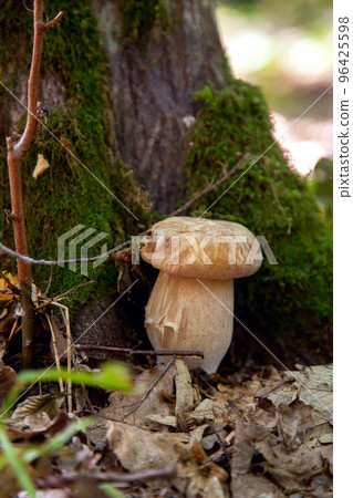Boletus mushroom in the wild. Porcini mushroom grows on the forest floor at autumn season.. 96425598