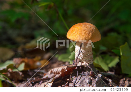 Single red boletus mushroom in the wild. Red boletus mushroom grows on the forest floor at autumn season.. 96425599