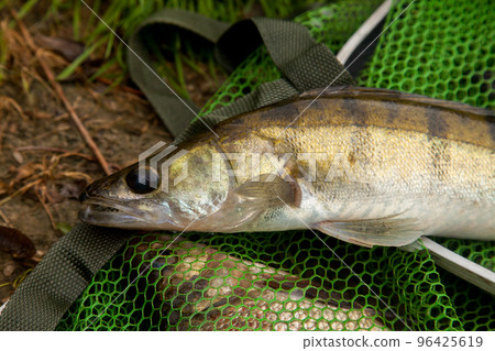 Freshwater zander on keepnet with fishery catch in it.. Freshwater zander on keepnet with fishery catch in it.. 96425619
