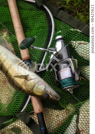 Freshwater zander and fishing rod with reel on keepnet with fishery catch in it.. 96425621