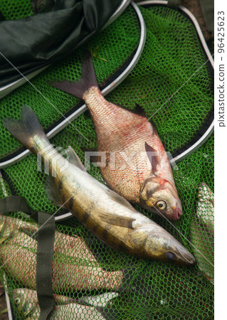 Freshwater zander and common bream fish on keepnet with fishery catch in it.. 96425623