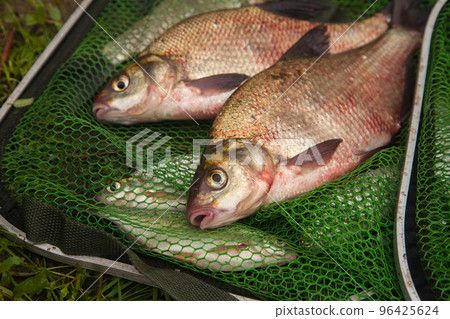 Two big freshwater common bream fish on green fishing net.. 96425624