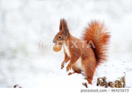 Red squirrel in the winter forest  96425673