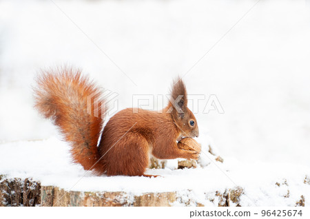Red squirrel in the winter forest Red squirrel in the winter forest 96425674