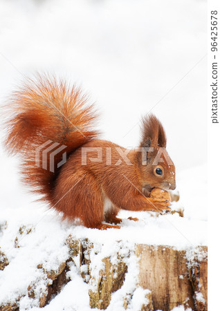 Red squirrel in the winter forest  96425678