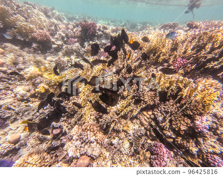Shoal of differend kinds of the fish - sailfin tang, Longnose Parrotfish, Picasso trigger, Birdmouth wrasse, Klunzinger's wrasse and other tropical fish swimming at the coral reef in the Red Sea, Shoal of differend kinds of the fish - sailfin tang, Longnose Parrotfish, Picasso trigger, Birdmouth wrasse, Klunzinger's wrasse and other tropical fish swimming at the coral reef in the Red Sea, 96425816