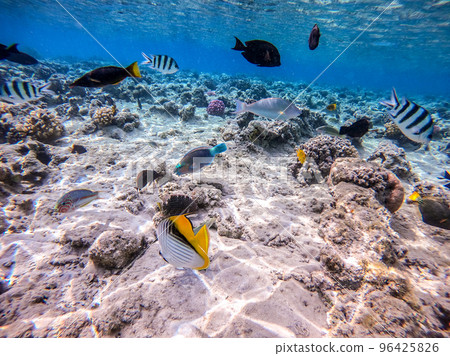 Shoal of differend kinds of the fish - sailfin tang, Longnose Parrotfish, Picasso trigger, Birdmouth wrasse, Klunzinger's wrasse and other tropical fish swimming at the coral reef in the Red Sea, Shoal of differend kinds of the fish - sailfin tang, Longnose Parrotfish, Picasso trigger, Birdmouth wrasse, Klunzinger's wrasse and other tropical fish swimming at the coral reef in the Red Sea, 96425826