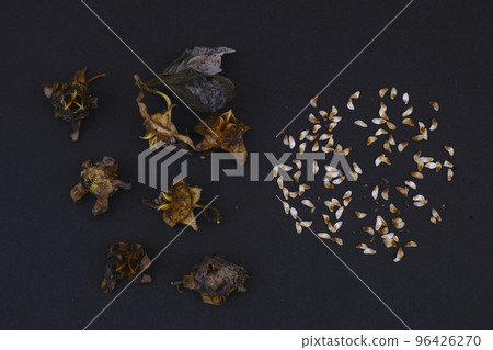 ginseng seed 96426270