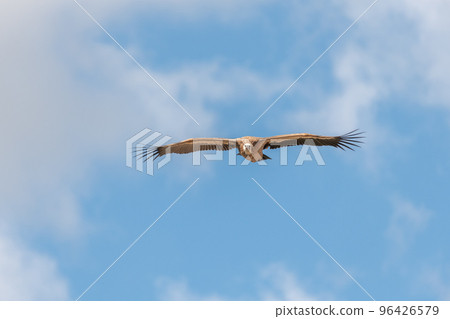 Griffon vultures (fulvus) hovering in warm air thermals currents in morning . 96426579