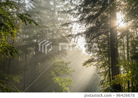 Rays of sunlight through the fog in a mountain forest in autumn. Rays of sunlight through the fog in a mountain forest in autumn. 96426678