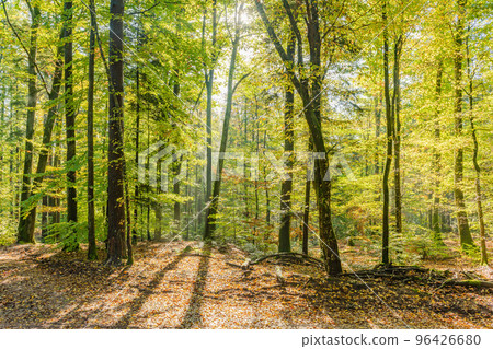 Beautiful autumn light in a mountain forest. Beautiful autumn light in a mountain forest. 96426680