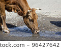 Cow drinks water on the road in the countryside 96427642