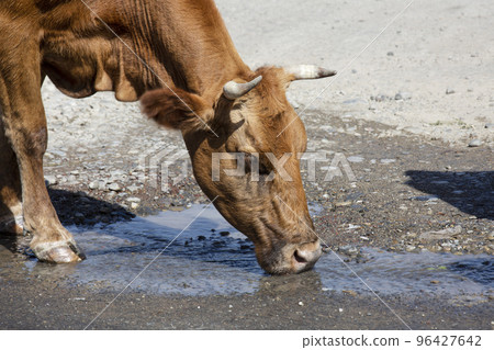 Cow drinks water on the road in the countryside 96427642
