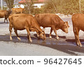 Cows drinks water on the road in the countryside 96427645