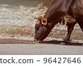 Cow drinks water on the road in the countryside 96427646