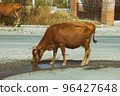 Cow drinks water on the road in the countryside 96427648