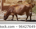 Cow drinks water on the road in the countryside 96427649