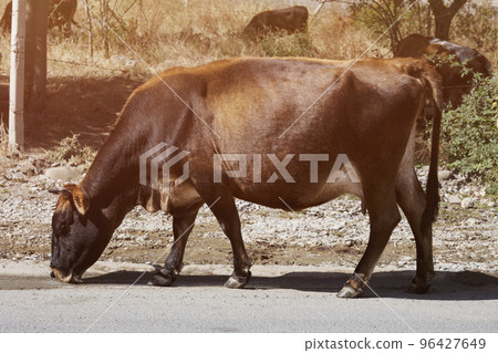 Cow drinks water on the road in the countryside 96427649
