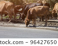 Cows drinks water on the road in the countryside 96427650