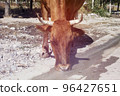 Cow drinks water on the road in the countryside 96427651
