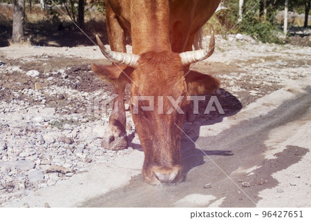 Cow drinks water on the road in the countryside Cow drinks water on the road in the countryside 96427651