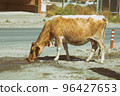 Cow drinks water on the road in the countryside 96427653