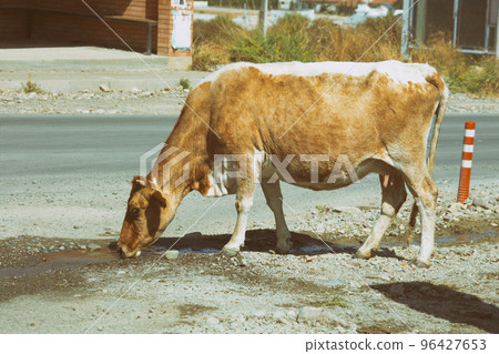 Cow drinks water on the road in the countryside 96427653