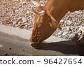 Cow drinks water on the road in the countryside 96427654