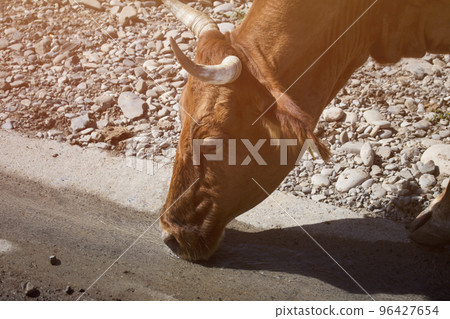 Cow drinks water on the road in the countryside 96427654