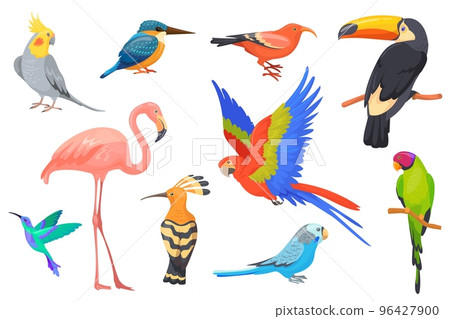 Wildlife hawaiian birds. Exotic beauty bird of tropical paradise jungle brazil or colombia, macaw parakeet toucan hummingbird flamingo painting parrots set neat vector illustration 96427900