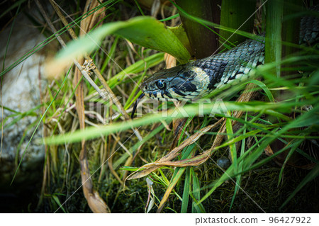 Close up of a Grass snake taking a swim 96427922