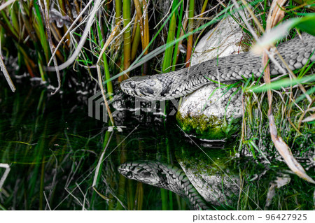 Close up of a Grass snake taking a swim Close up of a Grass snake taking a swim 96427925