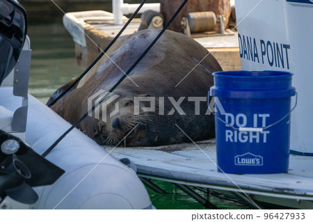 Big Sea Lion resting on a boat in Dana Point, CA 96427933
