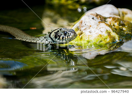 Close up of a Grass snake taking a swim 96427940